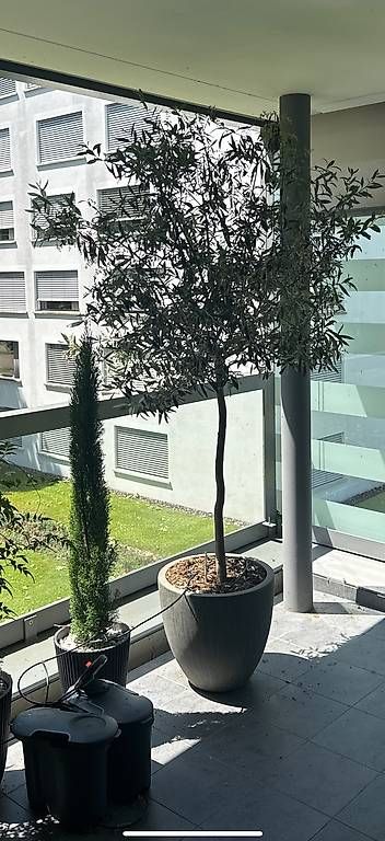 Plantes & graines: Olivenbaum inkl. Topf – D'occasion à Luzern par mar_27gr