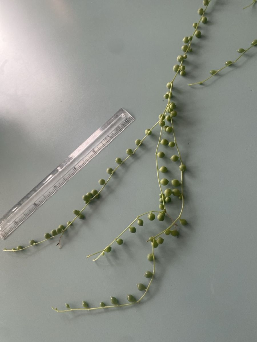 Piante & sementi: Erbsenpflanze, Senecio rowleyanus – Nuovo (secondo la descrizione) da Zürich venduto da echt01 2