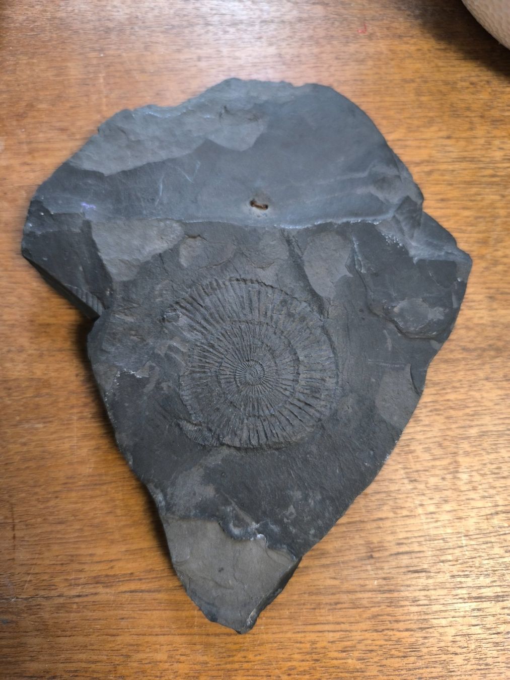 Fossili: Fossil - Versteinerter Ammonit – Usato da Fruthwilen venduto da rescuemarie 1