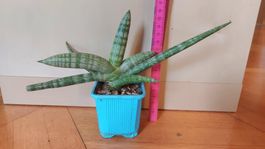 Sanseveria cylindrica / Bogenhanf