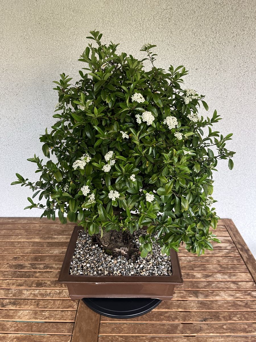 Piante & sementi: Feuerdorn Bonsai 90,0 cm – Nuovo e nell'imballaggio originale da Hettlingen venduto da BonsaiNaturist.com 4