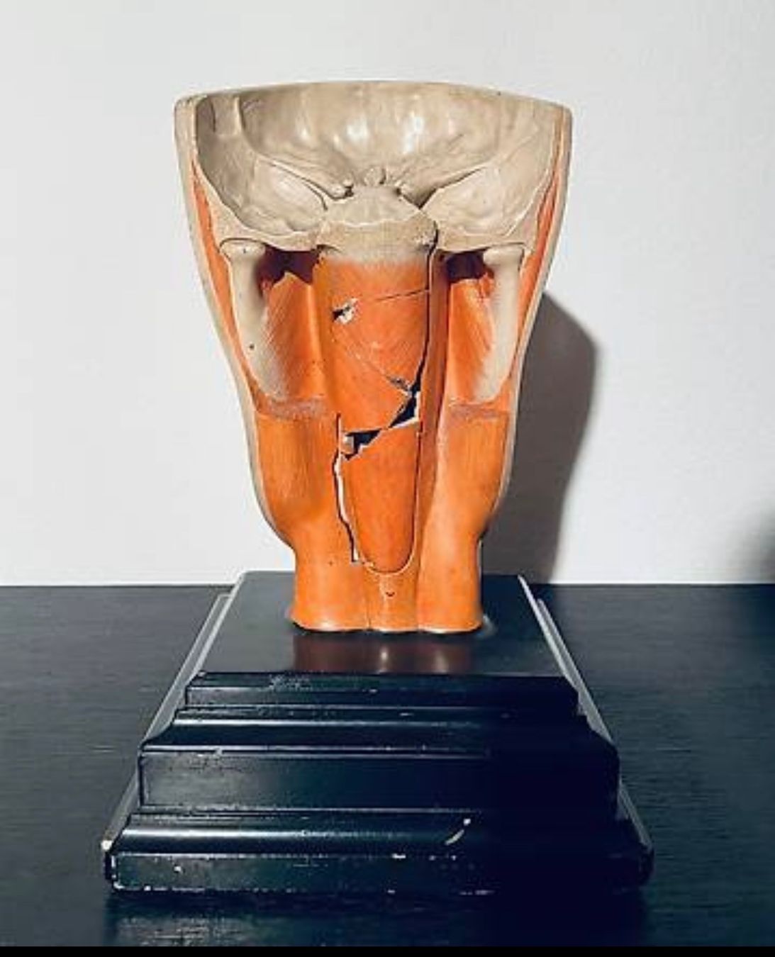 Statuette: Anatomisches Modell Kopf – Usato da Schaffhausen venduto da nor_jfc5 3