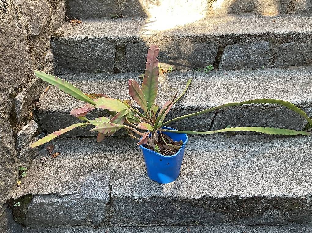 Piante & sementi: Pianta grassa – Nuovo e nell'imballaggio originale da Gudo venduto da ele_7h2r