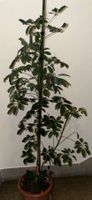 Schefflera arboricola Zimmerpflanze ca. 150 cm hoch