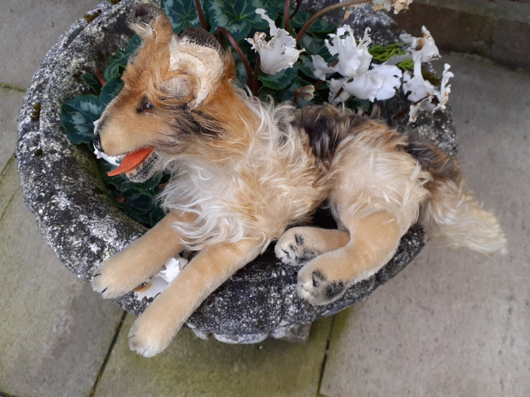Steiff Giocattoli: Stofftier Steiff Collie antik – Usato da Mörschwil venduto da lindaswunderkiste 5