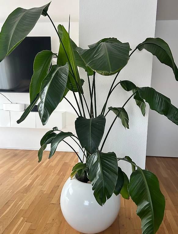 Plantes & graines: Strelitzie-Pflanze/Wohnzimmer/Pflanze – D'occasion à Affoltern am Albis par maksi_da
