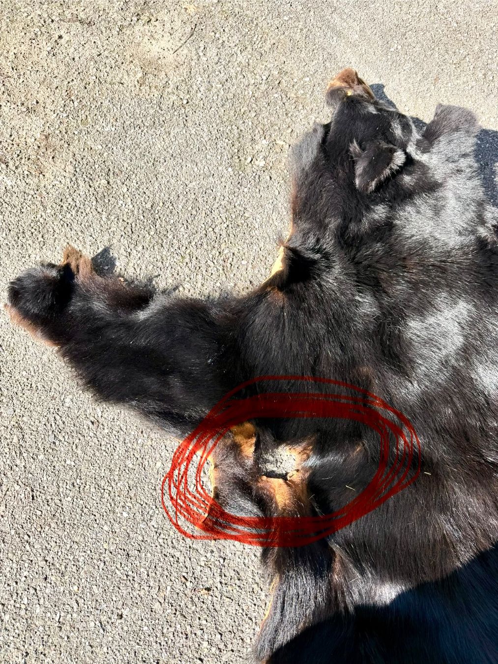 Welt der Tiere: Echtes Bären Fell - Legal – Neu (gemäss Beschreibung) aus Thun von Abalona3600 3
