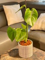 🌿 Monstera Deliciosa in Hydrokultur🌿