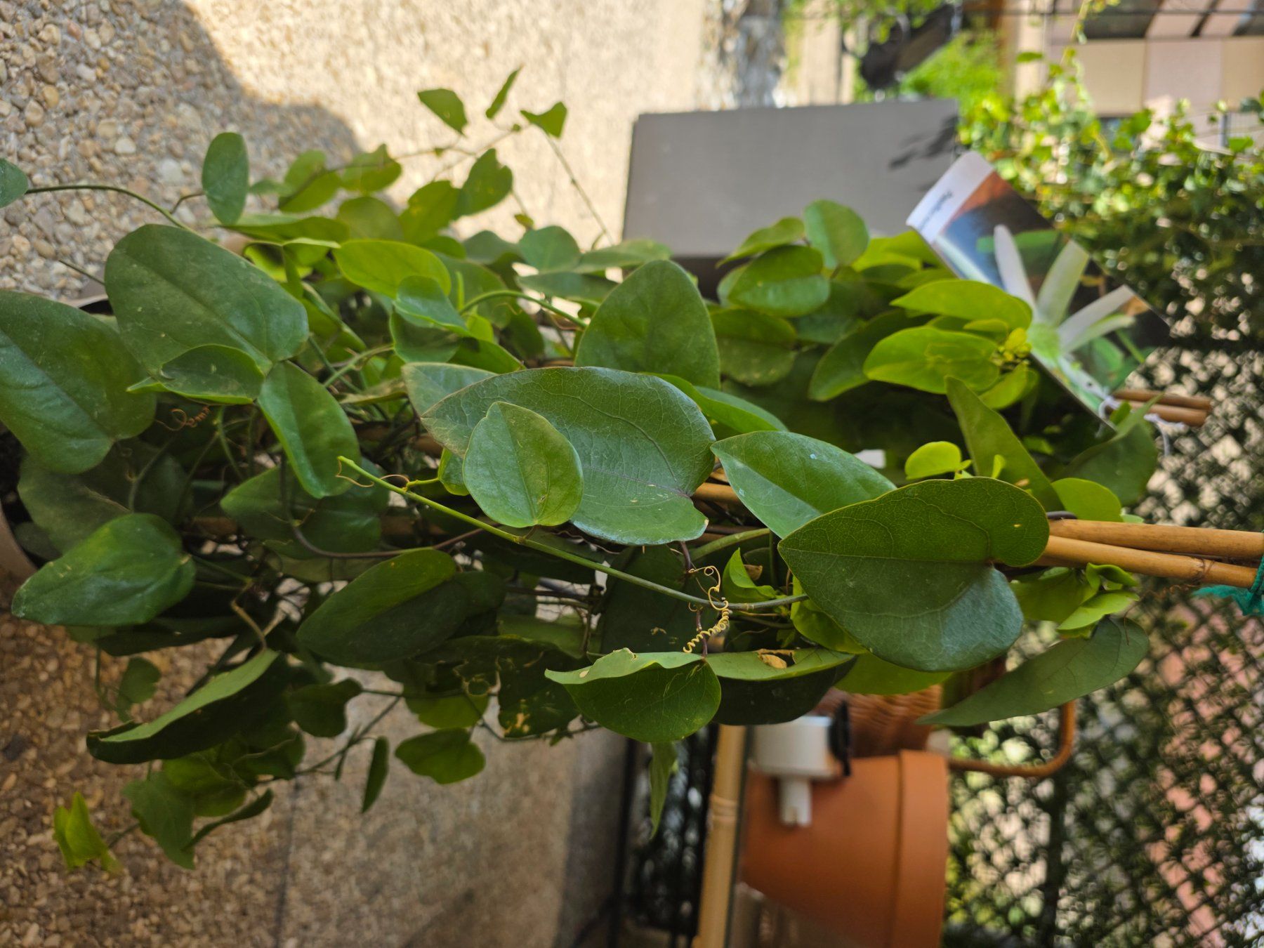 Piante & sementi: 2 Stk - Kletterpflanze Passiflora mucronata. – Usato da Niederscherli venduto da Pemela 1