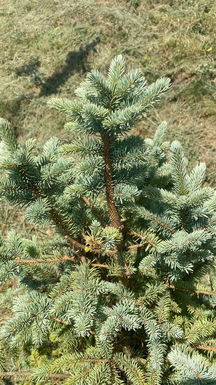 Pflanzen & Samen: Blautanne im Topf – Gebraucht aus Nunningen von san_m25r 1