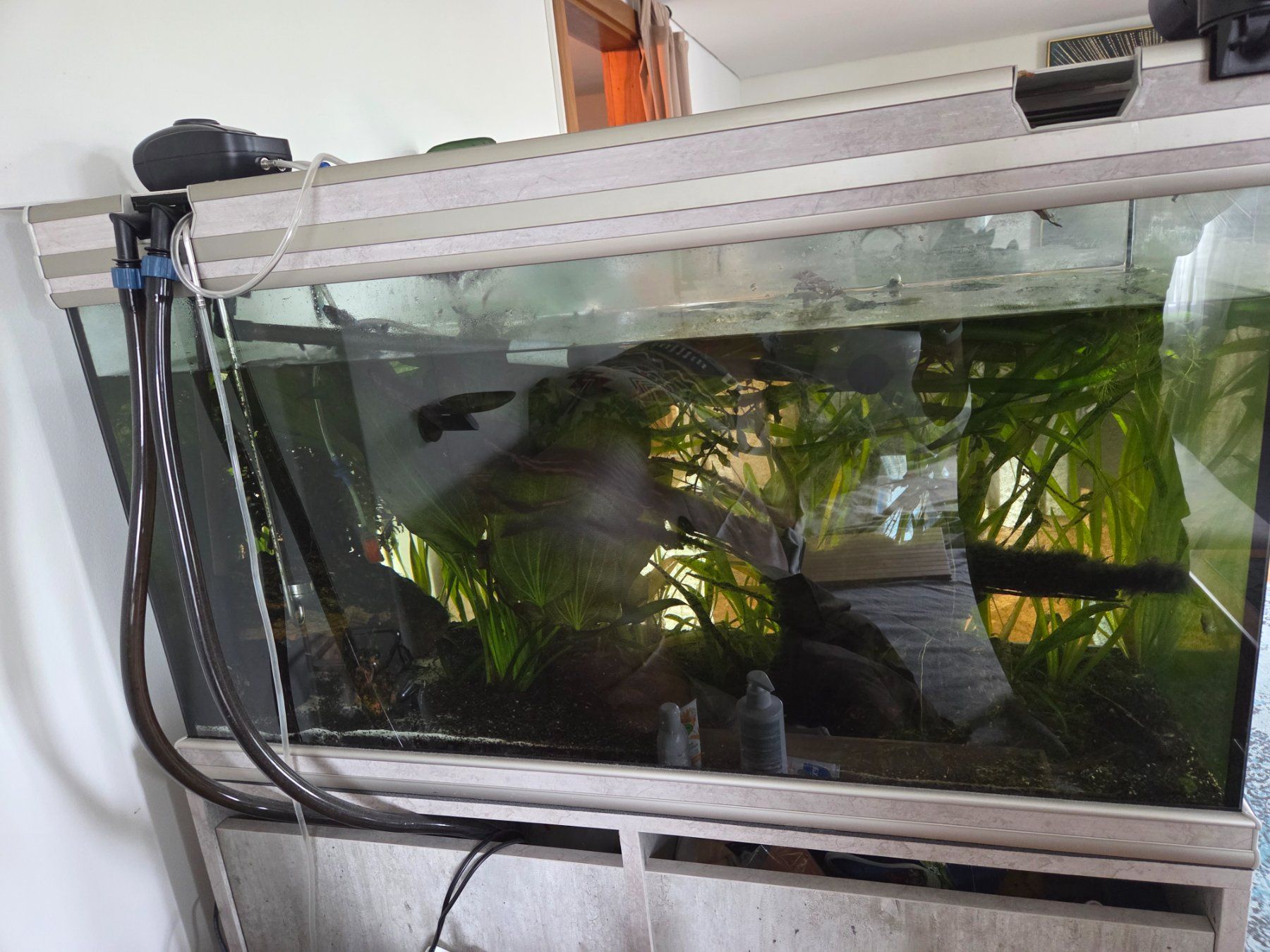 Acquari: Aquarium mit Unterschrank – Usato da Küssnacht am Rigi venduto da Car_lmk6 2
