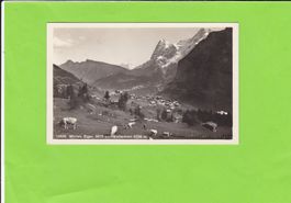Mürren, Eiger-Wetterhorn--weidende Kühe