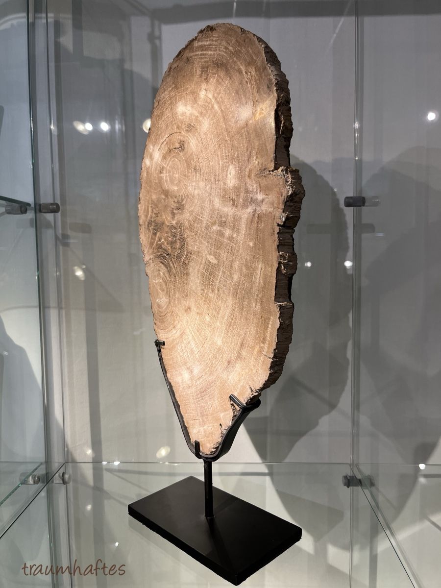 Fossili: Versteinertes Holz - Baumscheibe mit Ständer - Unikat  – Nuovo e nell'imballaggio originale da Thun venduto da Traumhaftes 1