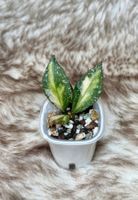 Hoya nabawanensis variegata 🦄✨