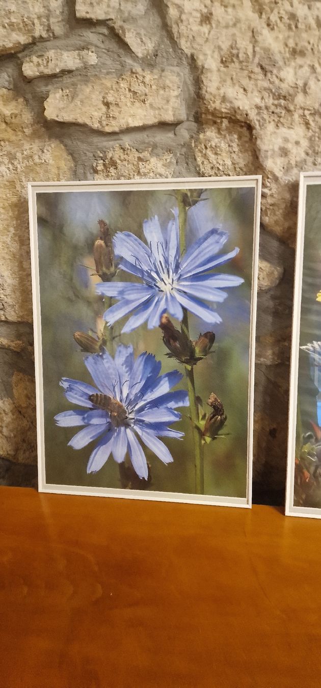 Posters & Illustrations: 3 Bilder mit Blumen Motiv  – D'occasion à Grellingen par syl_t5wm 3