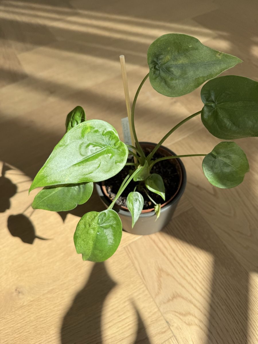 Pflanzen & Samen: Alocasia cucullata splash mint – Gebraucht aus Dietwil von Steinetritt