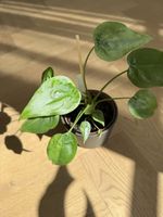 Alocasia cucullata splash mint
