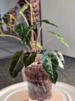 Alocasia Polly Ableger – in LECA / Hydrokultur, pflegeleicht