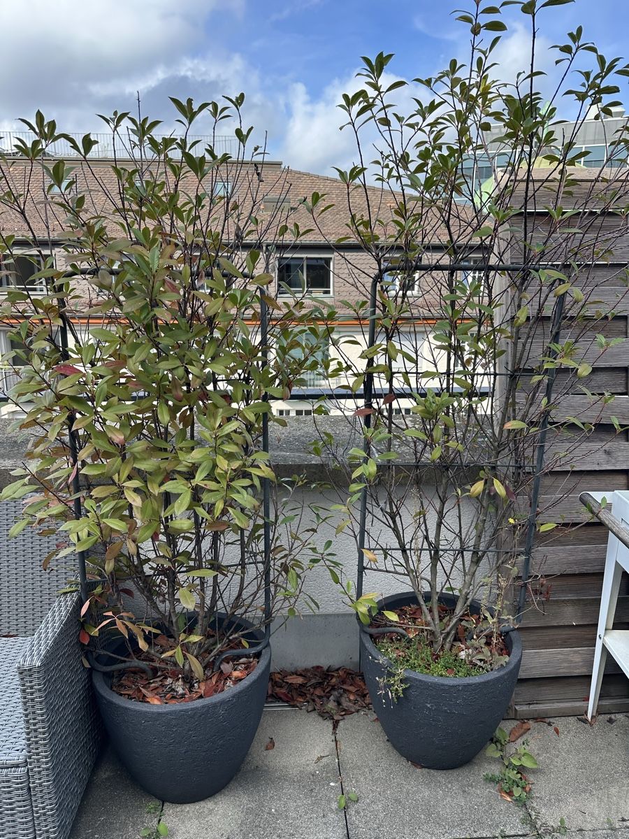 Plantes & graines: Sichtschutz Pflanzen – D'occasion à St. Gallen par JanisB23