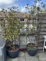 Sichtschutz Pflanzen
