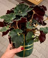 RARE Begonia Baby Dark Mambo D 30 cm, im Keramikdekotopf