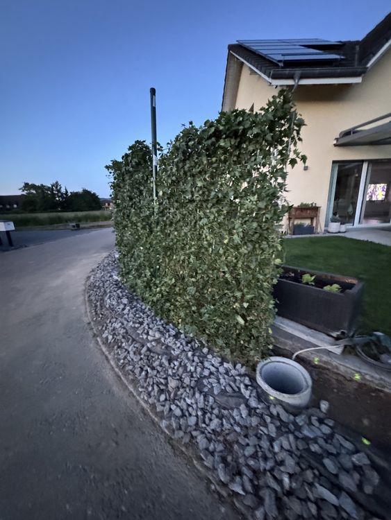 Echte Efeu-Fertighecke (Neu und originalverpackt) in Rupperswil fr CHF 140   nur Abholung auf Ricardo kaufen