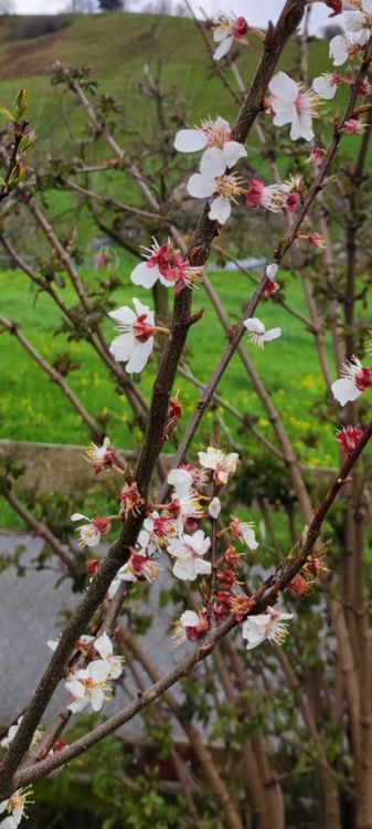 Obststräucher Obst, Beeren, Frucht (Gebraucht) in Entlebuch für CHF 15 ...