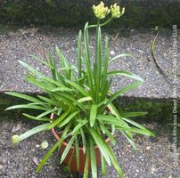 Agapanthus Africanus Dwarf White - weisse Zwerg-Schmucklilie