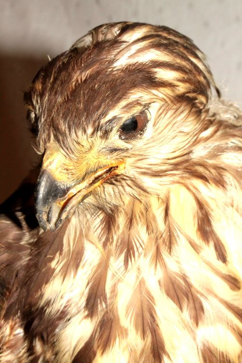 Präparat BUSSARD / FALKE 1
