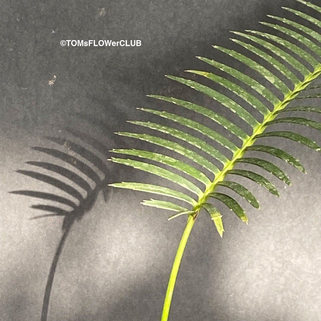 Piante & sementi: Dioon Edule - mexikanischer Doppelpalmfarn - Einzelstücke – Nuovo e nell'imballaggio originale da Adliswil venduto da MarkyForest 7