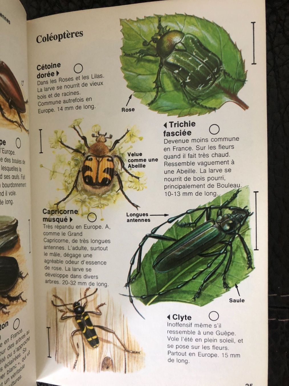 Bücher: Lot 5 guides nature Hachette 1979/1981 – Gebraucht aus Petit-Lancy von Hastala42 3