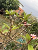 Plumeria Frangipani