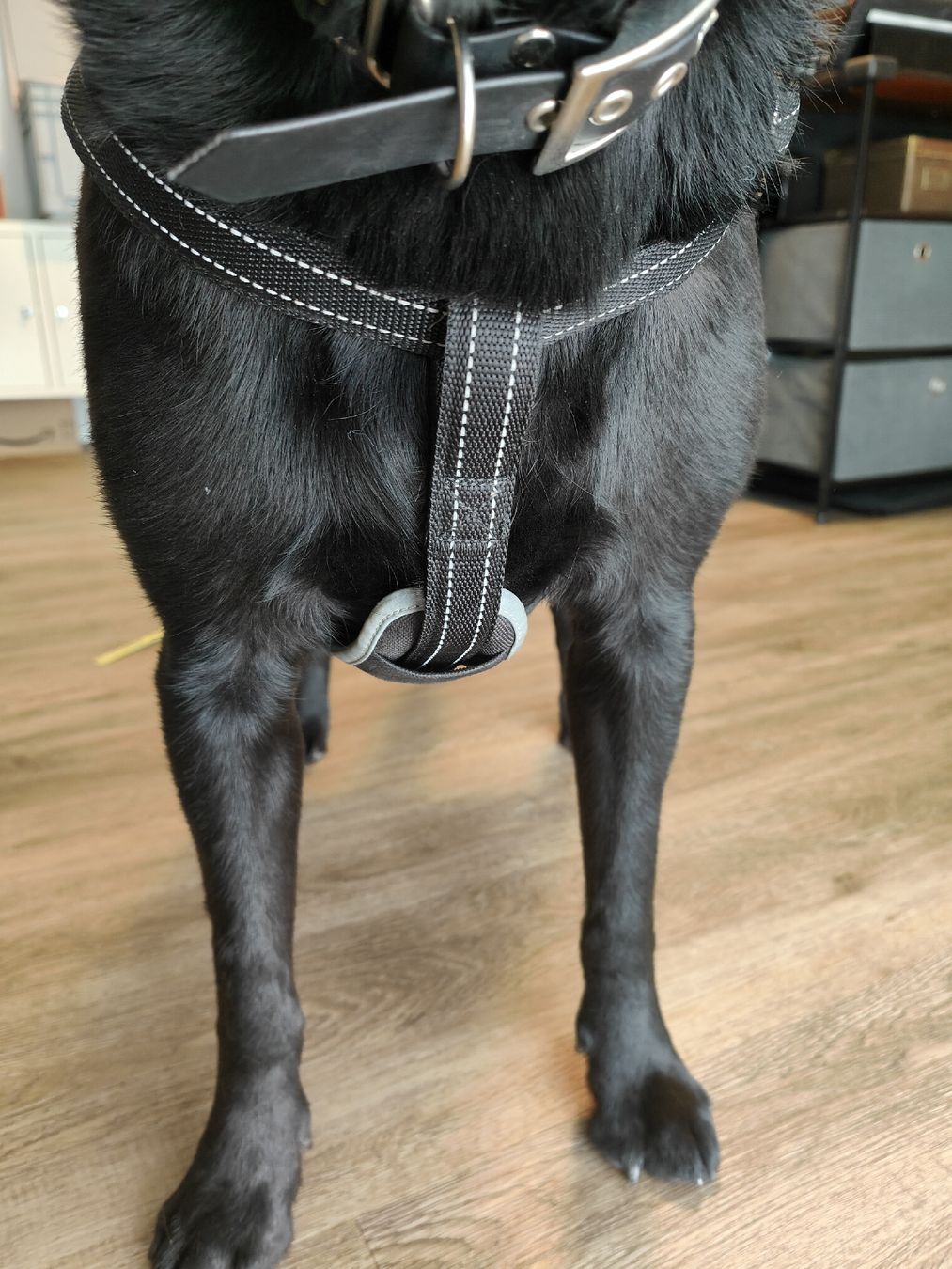 Trixie Leine & Halsband: Hundegeschirr Trixie Gr. M/L – Neu (gemäss Beschreibung) aus Kandergrund von Sam1818 6