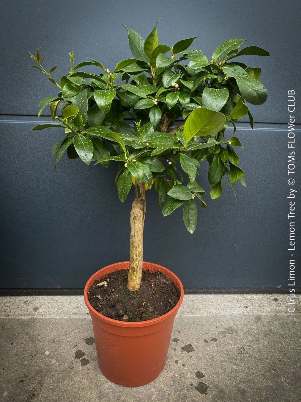 Piante & sementi: Citrus Limon - Zitronenbaum - rund 70cm Bäumchen – Nuovo e nell'imballaggio originale da Adliswil venduto da astom369 2