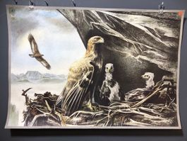 Vintage Schulwandbild STEINADLER  #B3 LxB 95x65cm