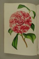 FLORE DES SERRES ET DES JARDINS DE L’EUROPE 1851-1852 LITHOS
