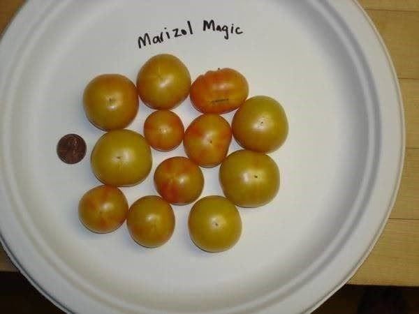 Piante & sementi: TOMATE MARIZOL MAGIC MULTICOLOR ! 5g – Nuovo (secondo la descrizione) da Bremblens venduto da FIBONACCI369 1