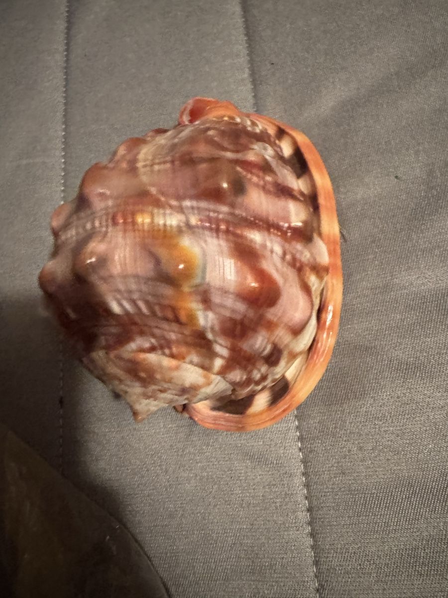 Tutte le decorazioni: Superbe Coquillage Décoratif Rare - – Usato da Martigny venduto da Mrtygn1 6