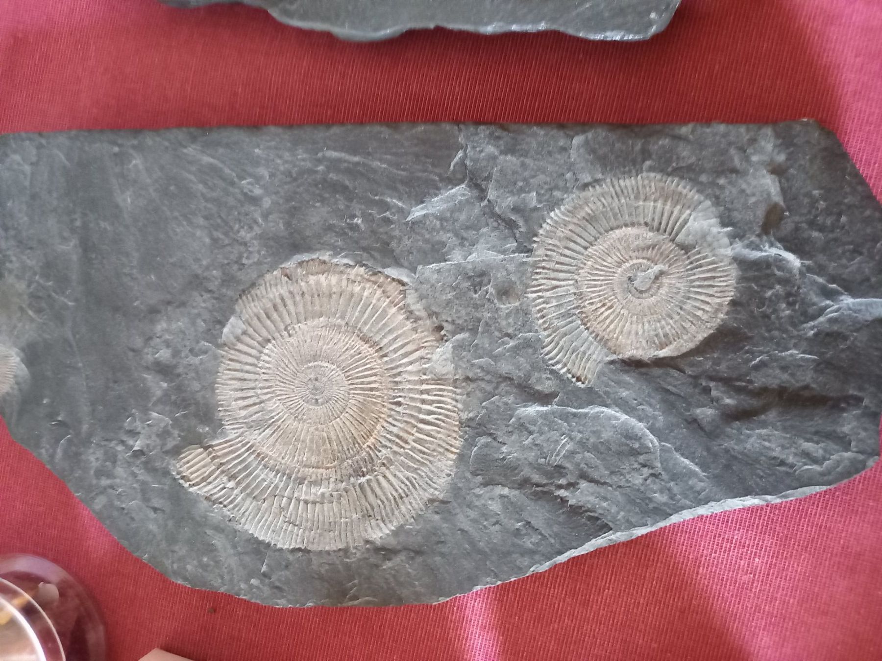 Fossili: Fossiles et minéraux – Usato da Epagny venduto da sig_fj9g 5