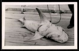Foto-AK Gefangener Haifisch an Bord eine