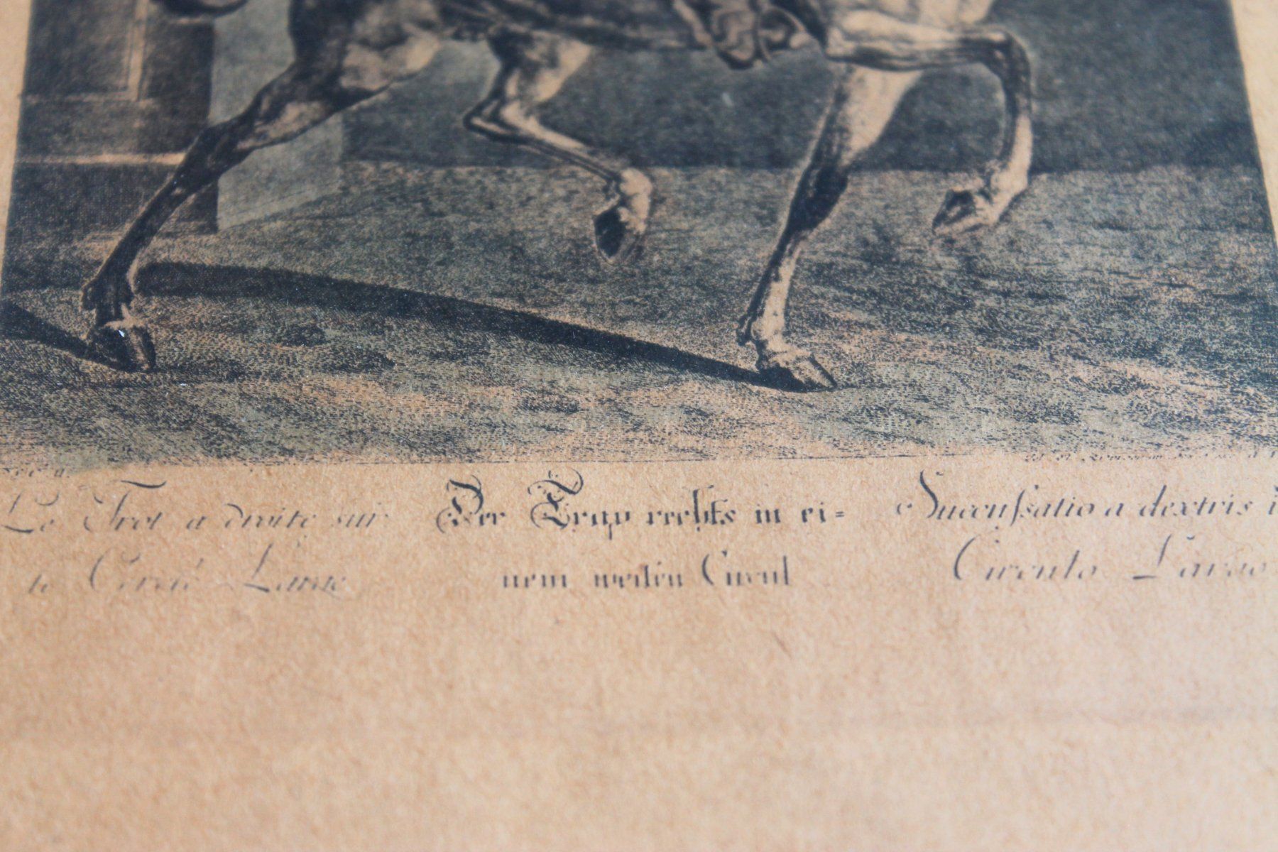 Grafica & Litografie: J. E. Ridinger - Der Trap rechts in einem weiten Circul – Usato da Rebstein venduto da QuasarVincent 2