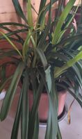 Clivia Zimmerpflanze mit Topf etwa 80 cm hoch grün