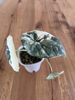 Rhizom Alocasia Melo Albo Variegata 