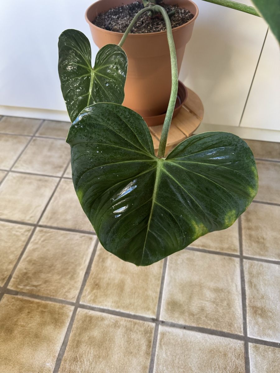 Piante & sementi: Philodendron Gloriosum  – Usato da Sugiez venduto da fabandy16 6