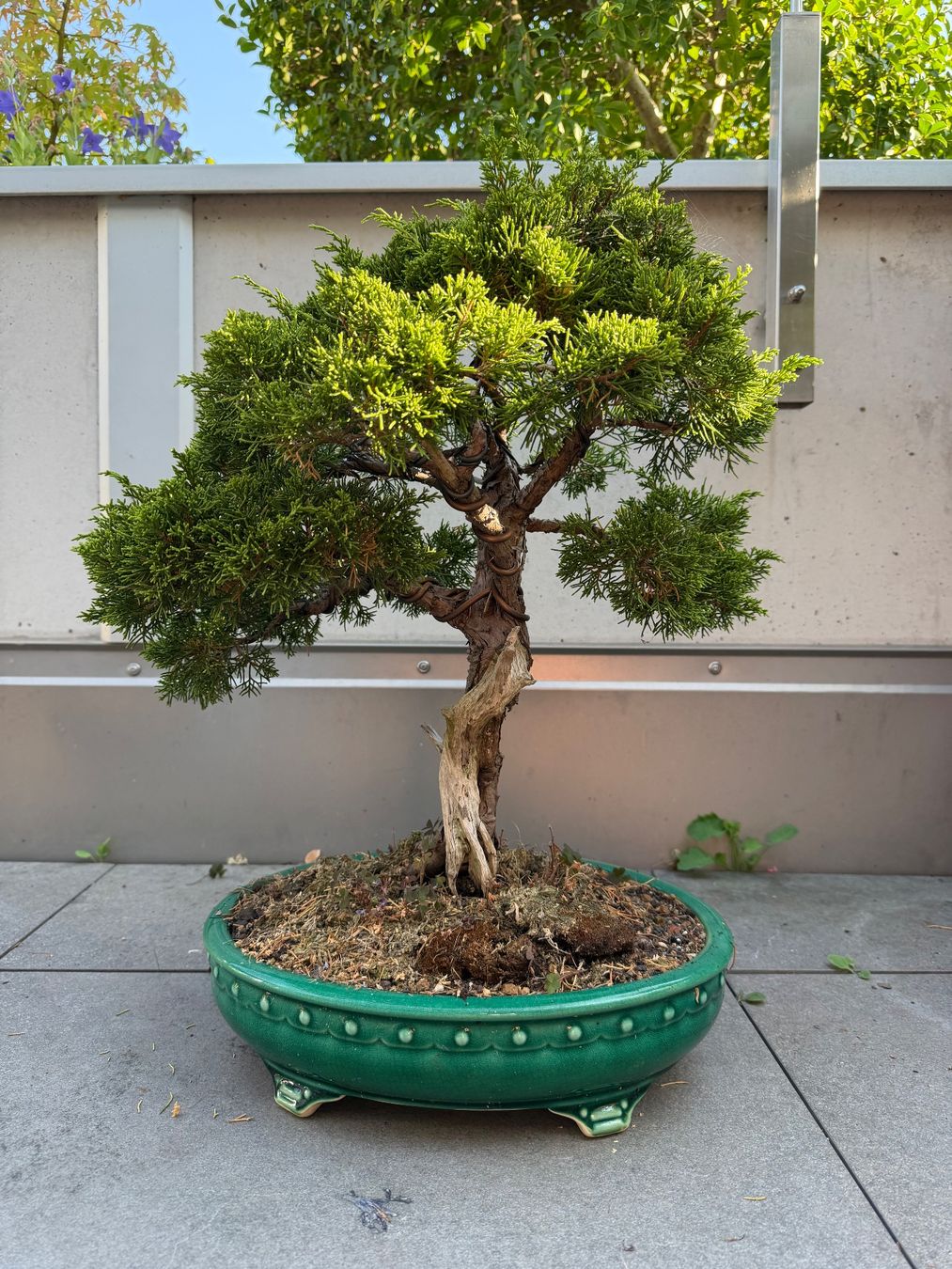 Pflanzen & Samen: Bonsai Chinesischer Wacholder – Gebraucht aus Ennetbaden von miboo