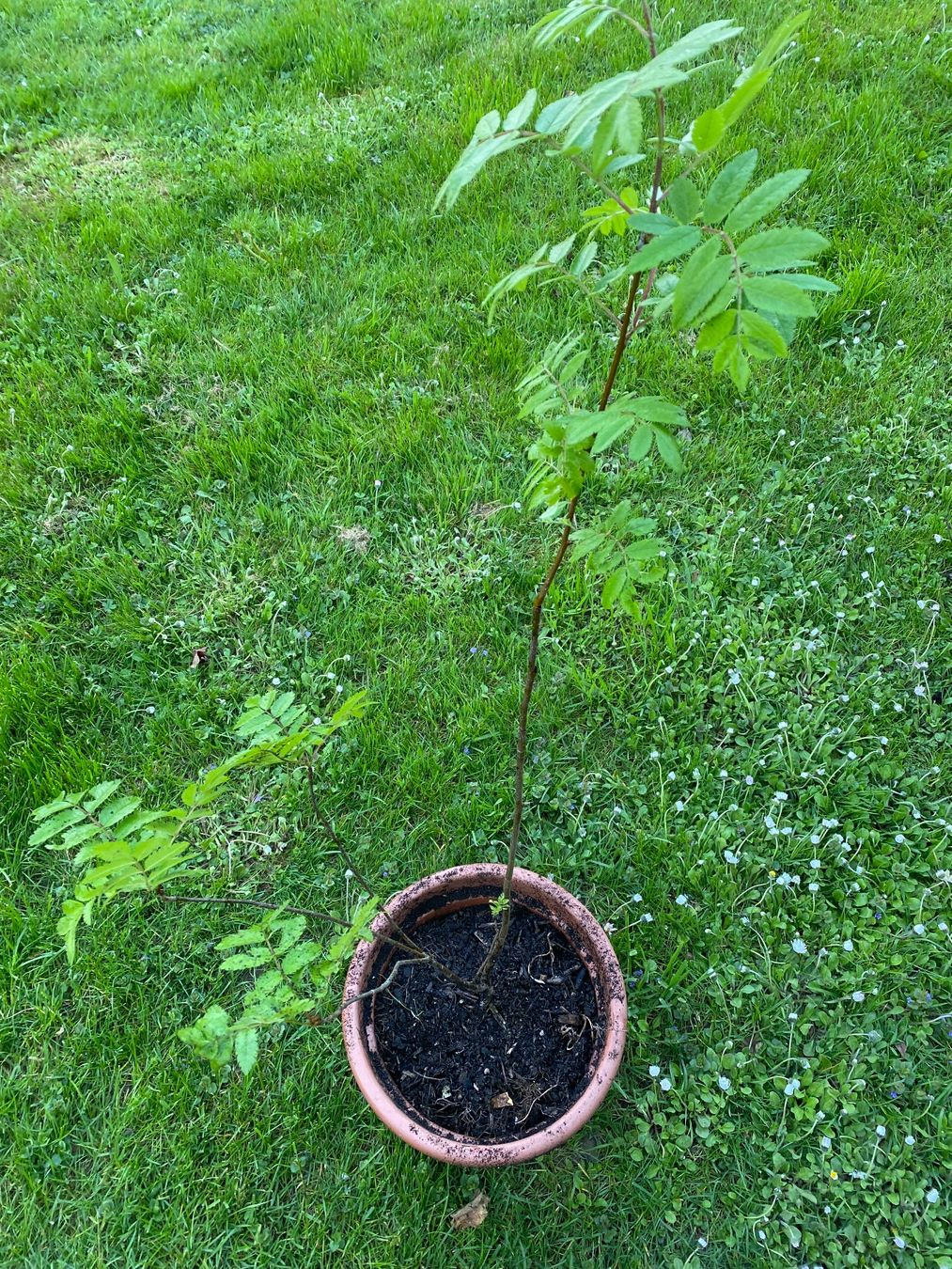 Plantes & graines: junge Vogelbeere ca. 100 cm gross! – Neuf (Voir description) à Gerlikon par jabadabadu 2