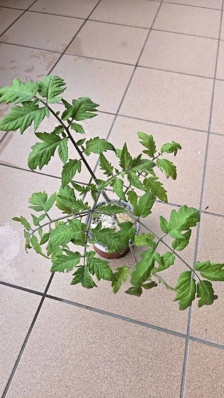 Piante & sementi: Tomaten Setzling  – Usato da Oberwil (Dägerlen) venduto da Green_lady