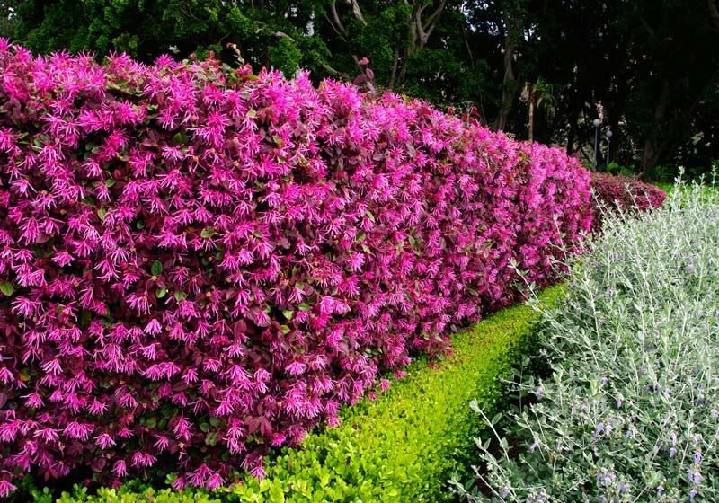 Piante & sementi: Loropetalum  Fire Dance 15-20cm – Nuovo e nell'imballaggio originale da Bremblens venduto da FIBONACCI369 6