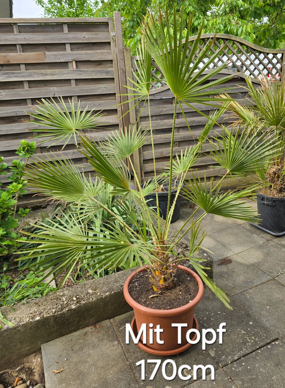 Piante & sementi: Chamaerops Humilis Palme – Usato da Aarburg venduto da popkorn65