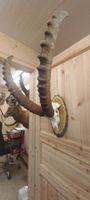 Steinbock/Hörner/Trophäe